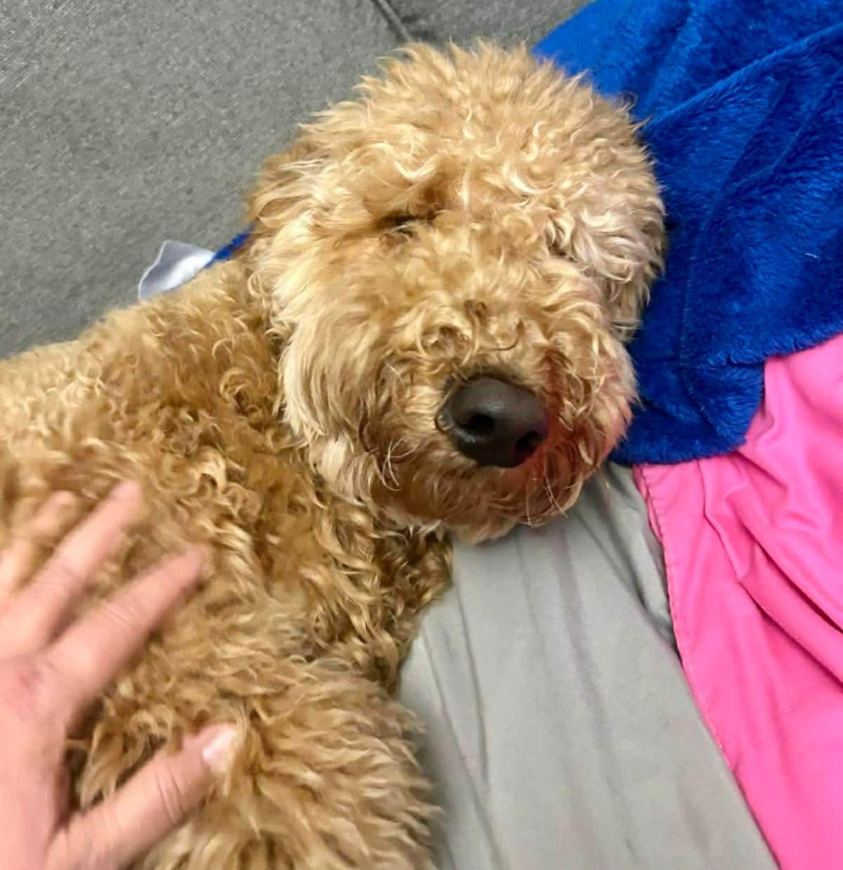 TEDDY, an adopted mixed breed in Richmond Hill , ON image 3/6