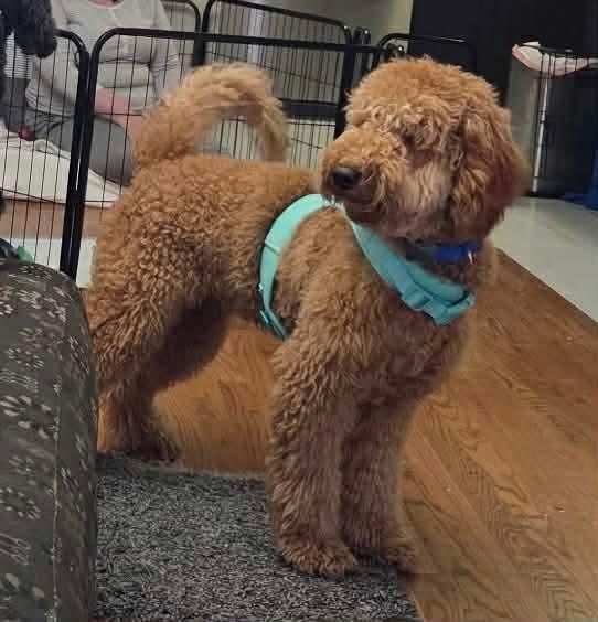 TEDDY, an adopted mixed breed in Richmond Hill , ON image 1/6