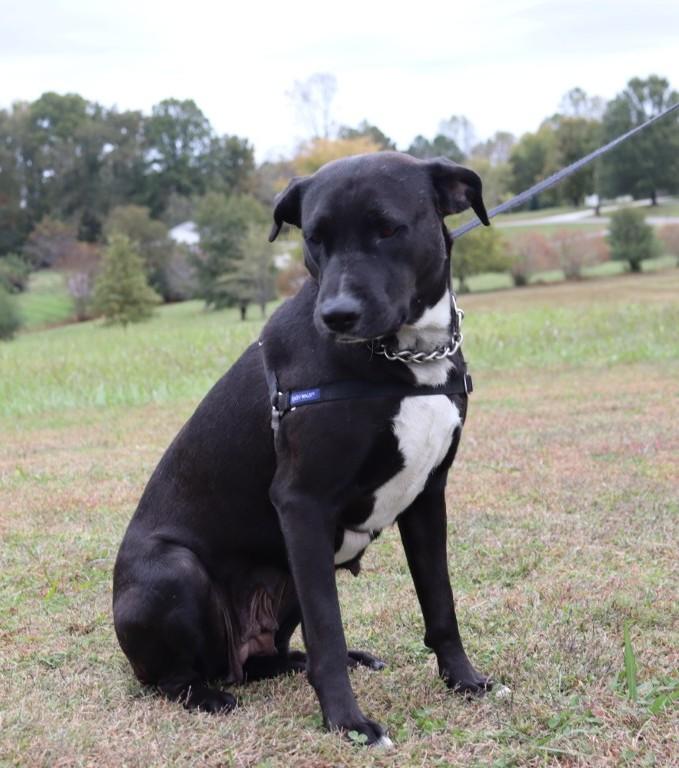 Enlarge Ebony, a ADOPTABLE Labrador Retriever in Bridgewater, NJ image 2/4