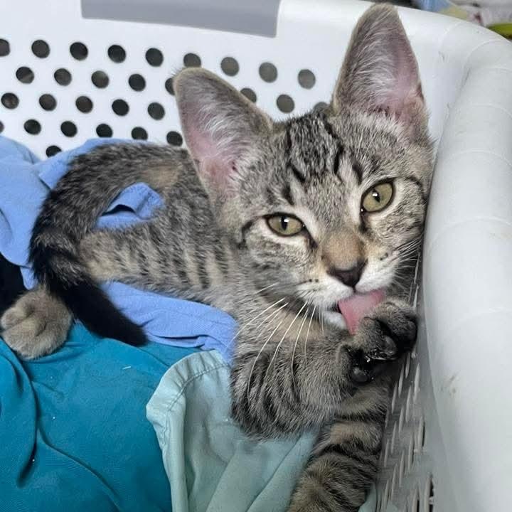 Hawk, Baby Male Domestic Short Hair