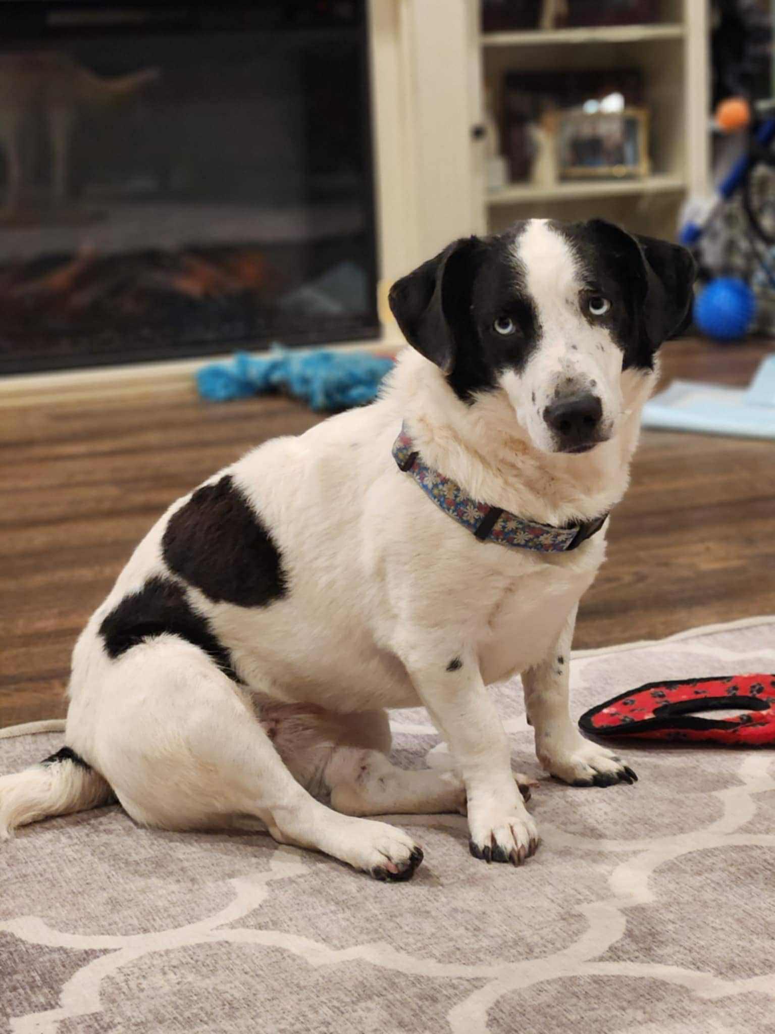 Stella