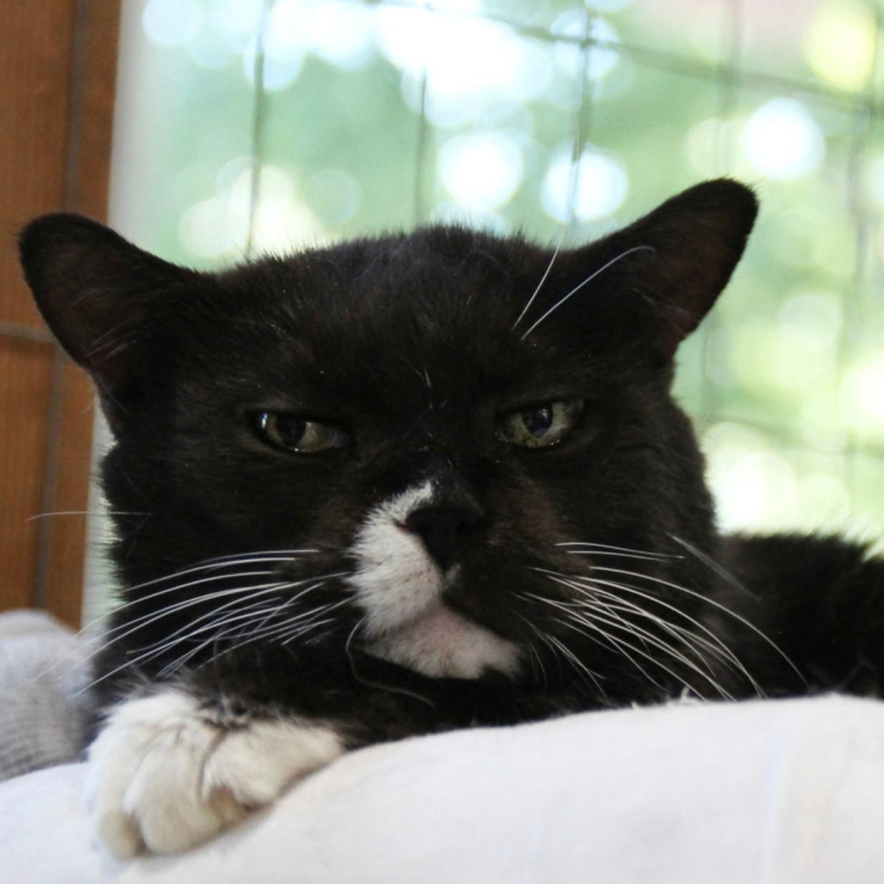 Enlarge Nala, a Adoptable American Shorthair in Harrisville, UT image 1/2