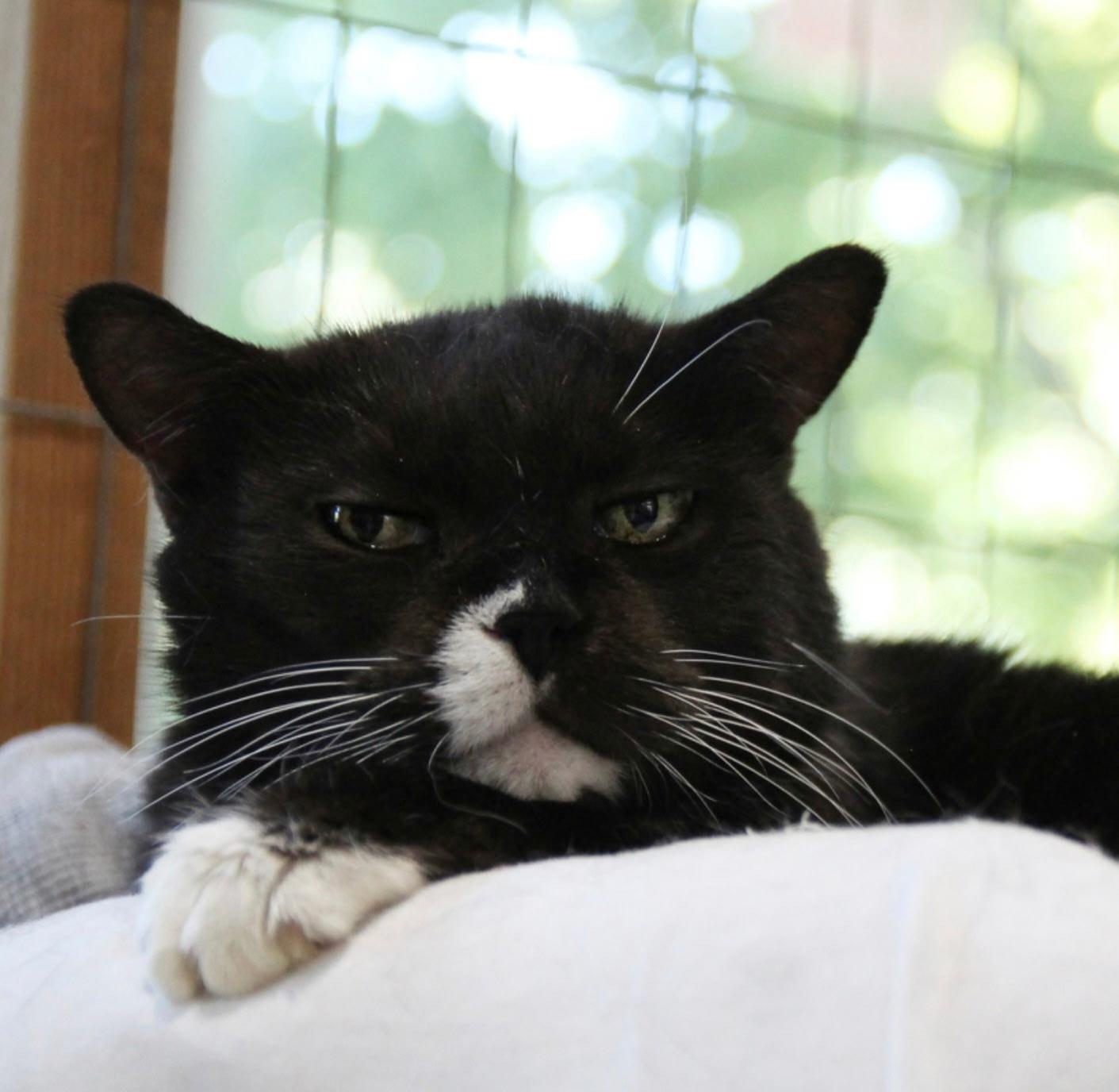 Enlarge Nala, a Adoptable American Shorthair in Harrisville, UT image 2/2