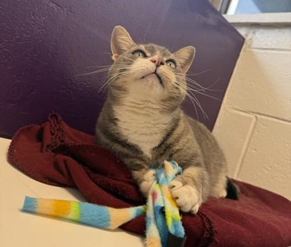 Rambo, Adoptable, Adult Male Domestic Short Hair & Domestic Short Hair.