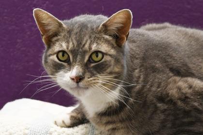 Enlarge Rambo, a Adoptable mixed breed in Scotia, NY image 2/3