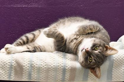 Enlarge Rambo, a Adoptable mixed breed in Scotia, NY image 3/3