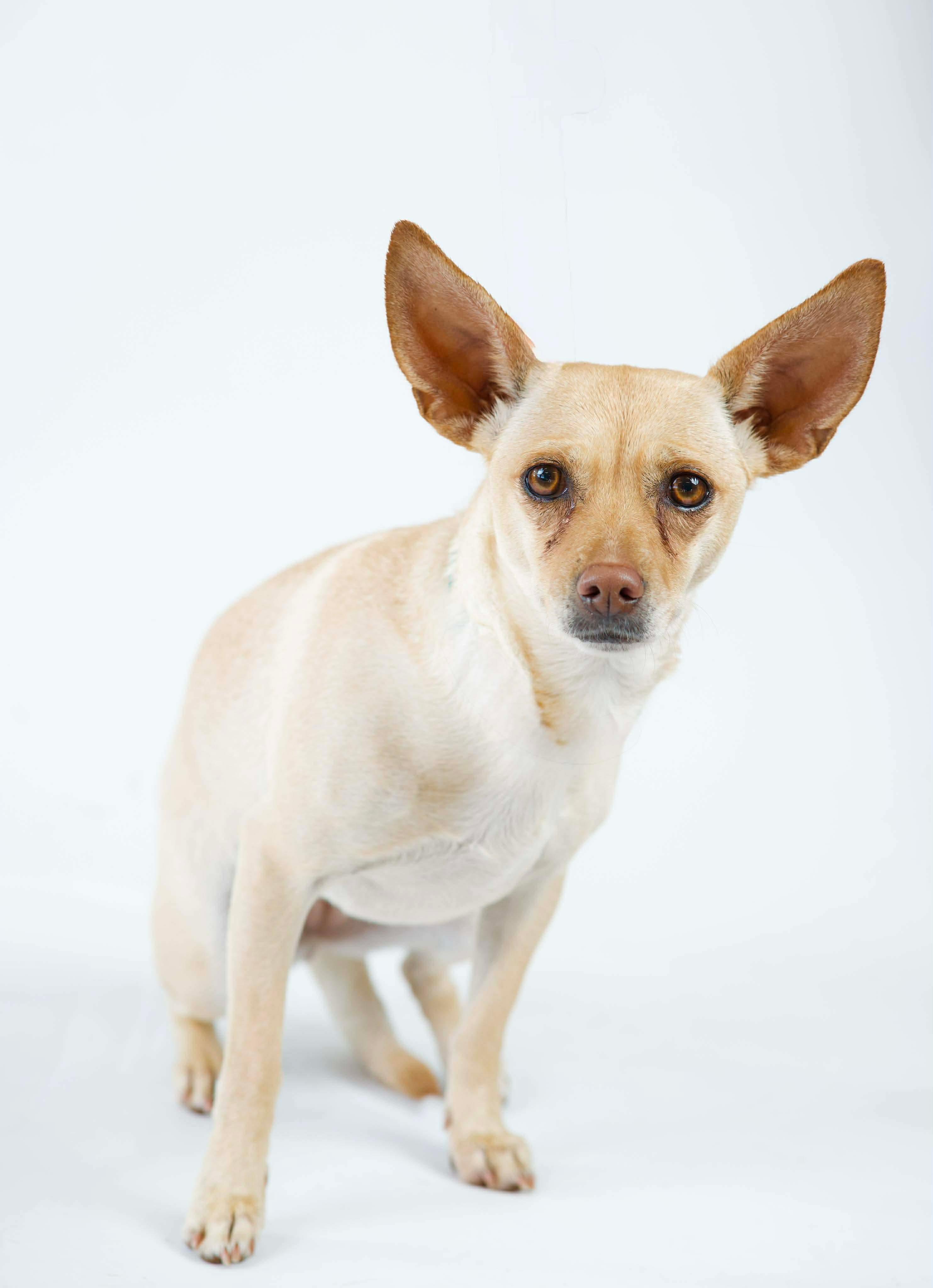 Pixie, a ADOPTABLE mixed breed in Green Bay, WI image 3/3