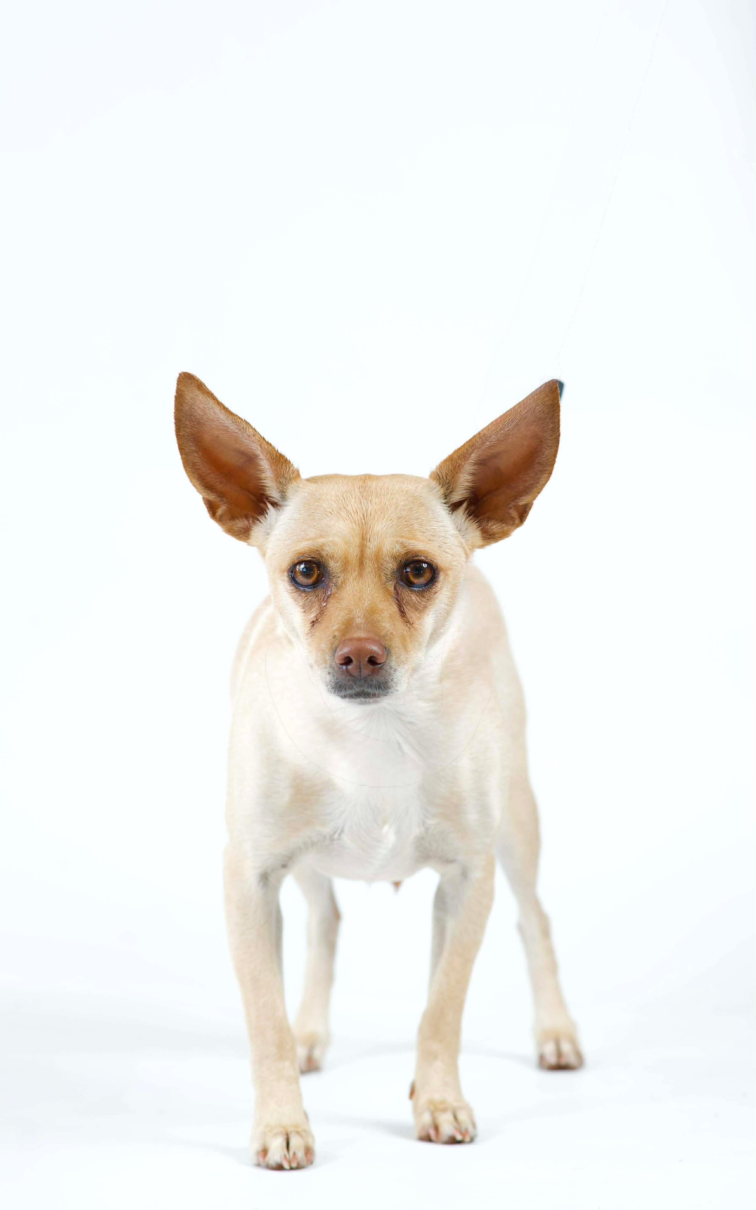 Pixie, a ADOPTABLE mixed breed in Green Bay, WI image 2/3