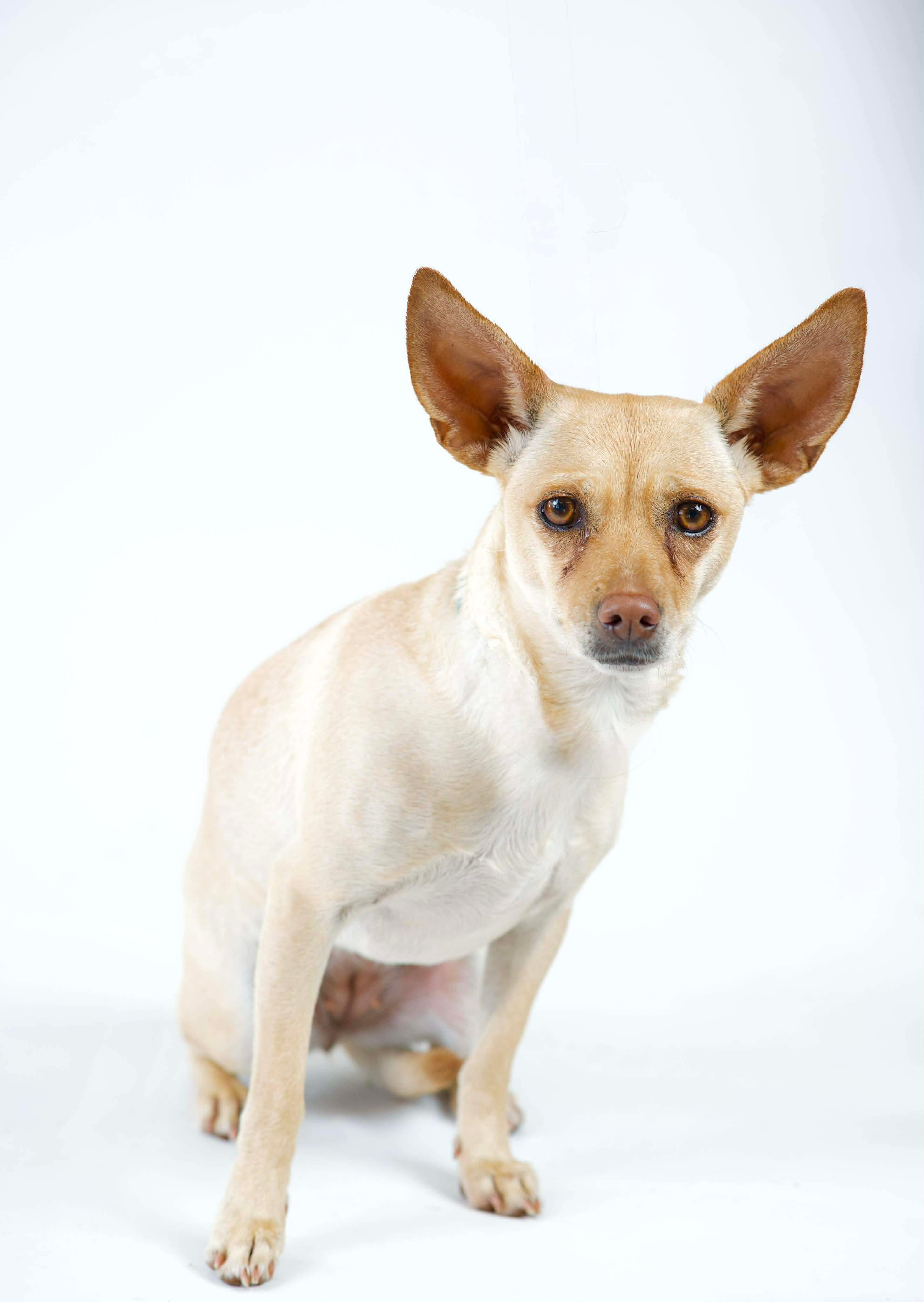 Pixie, ADOPTABLE, Adult Female Chihuahua.