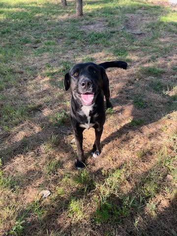 Enlarge Banks, a Adopted mixed breed in Sheridan, TX image 1/6