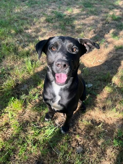 Enlarge Banks, a Adopted mixed breed in Sheridan, TX image 2/6