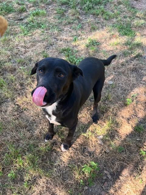 Enlarge Banks, a Adopted mixed breed in Sheridan, TX image 3/6