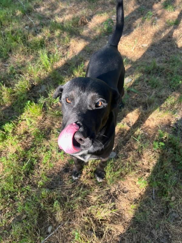 Enlarge Banks, a Adopted mixed breed in Sheridan, TX image 4/6