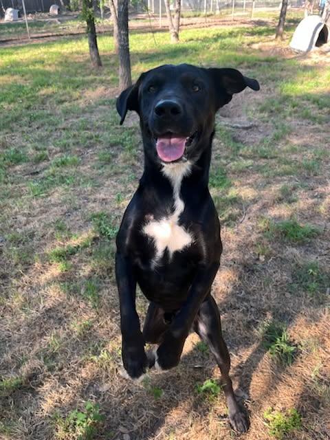 Enlarge Banks, a Adopted mixed breed in Sheridan, TX image 5/6