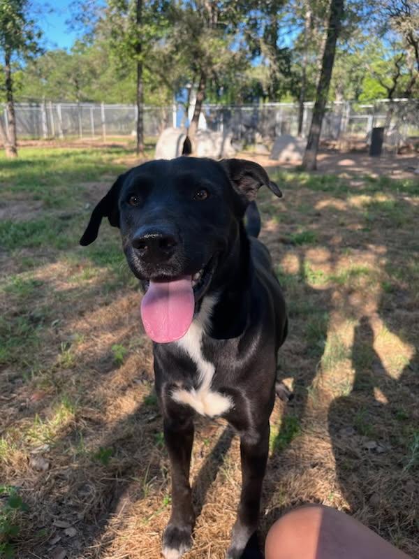 Enlarge Banks, a Adopted mixed breed in Sheridan, TX image 6/6