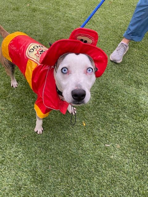 Zorro, a Adoptable mixed breed in Chico, CA image 1/4