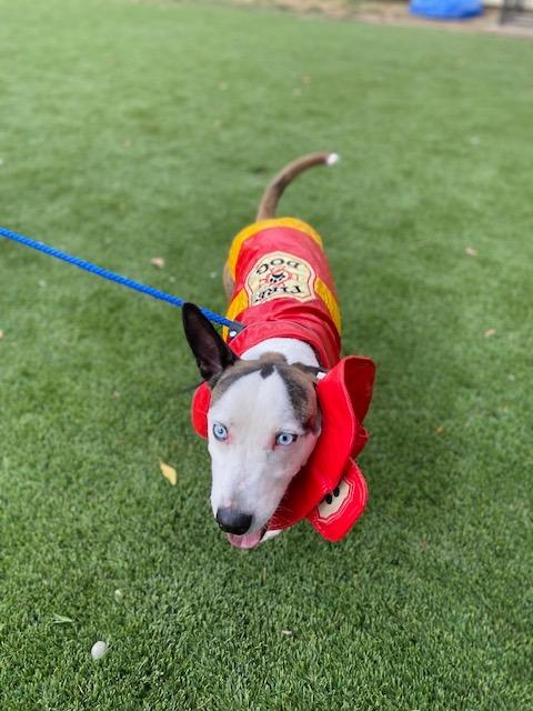 Enlarge Zorro, a Adoptable mixed breed image 3/4