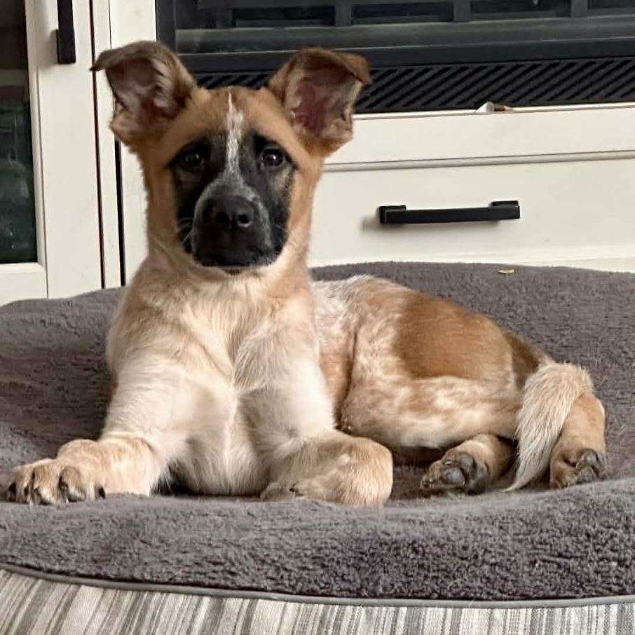 Mel, ADOPTABLE, Puppy Female Australian Cattle Dog / Blue Heeler.