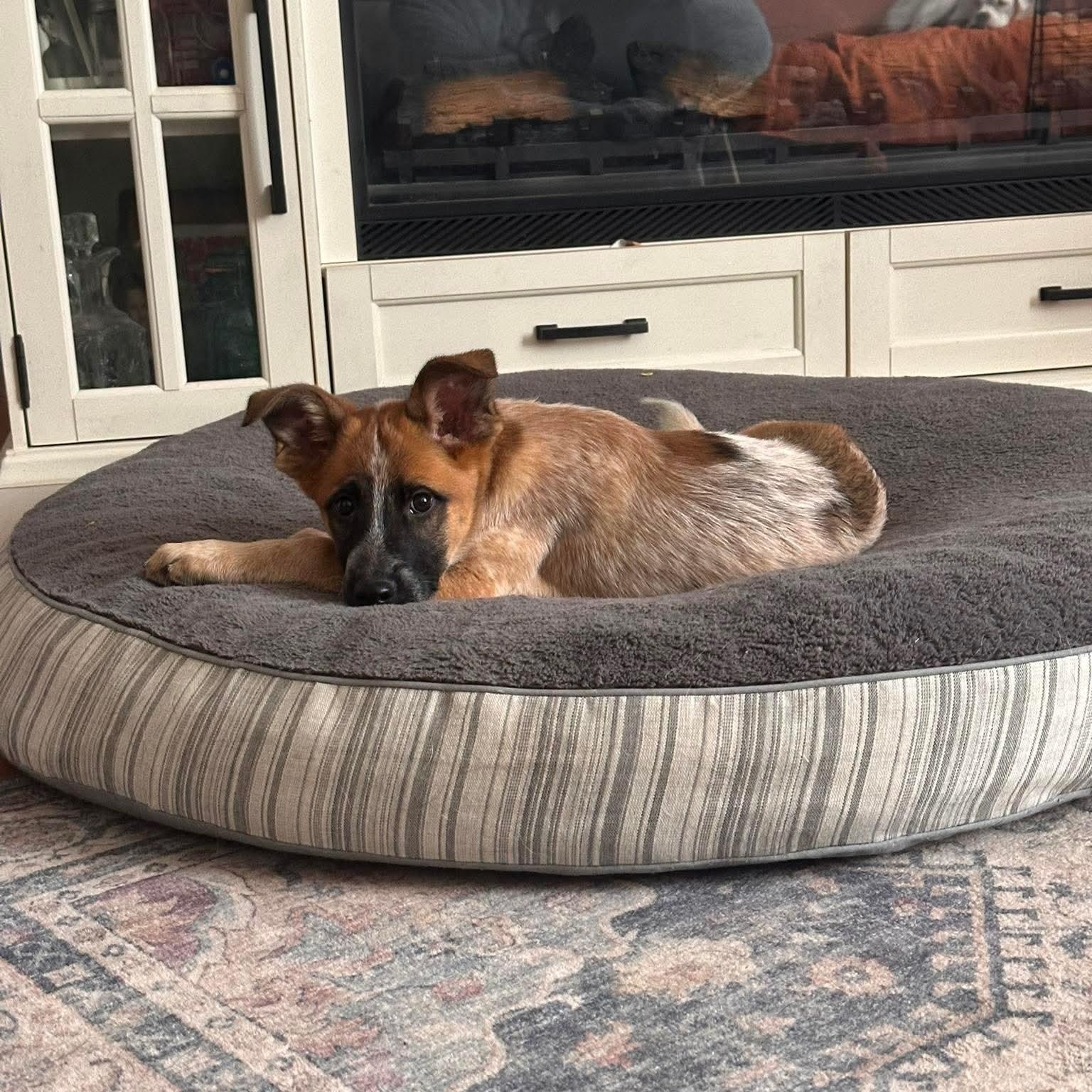 Enlarge Mel, a ADOPTABLE mixed breed in Mead, CO image 2/4