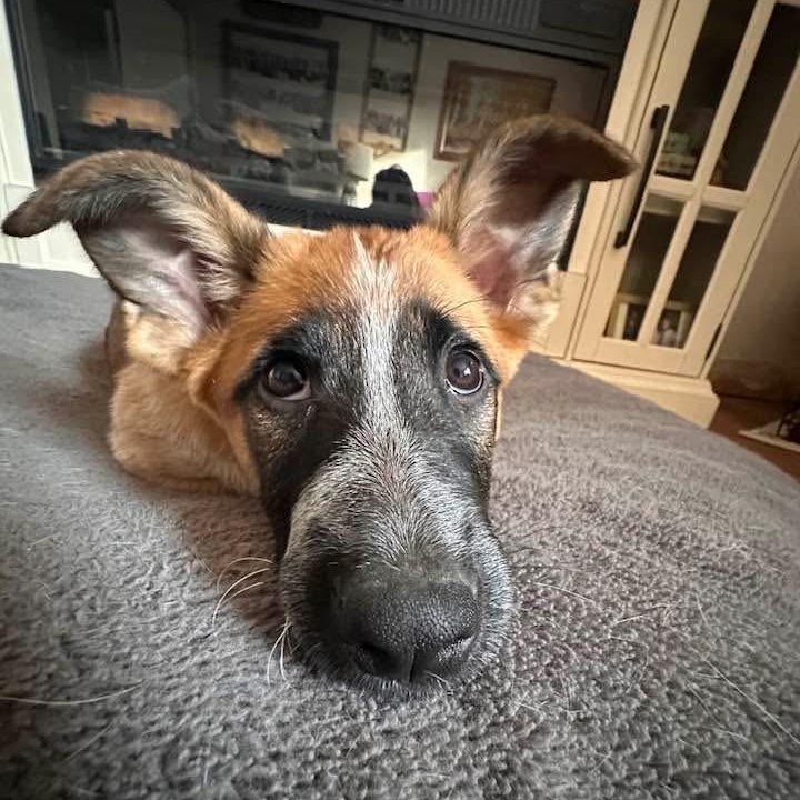 Enlarge Mel, a ADOPTABLE mixed breed in Mead, CO image 3/4