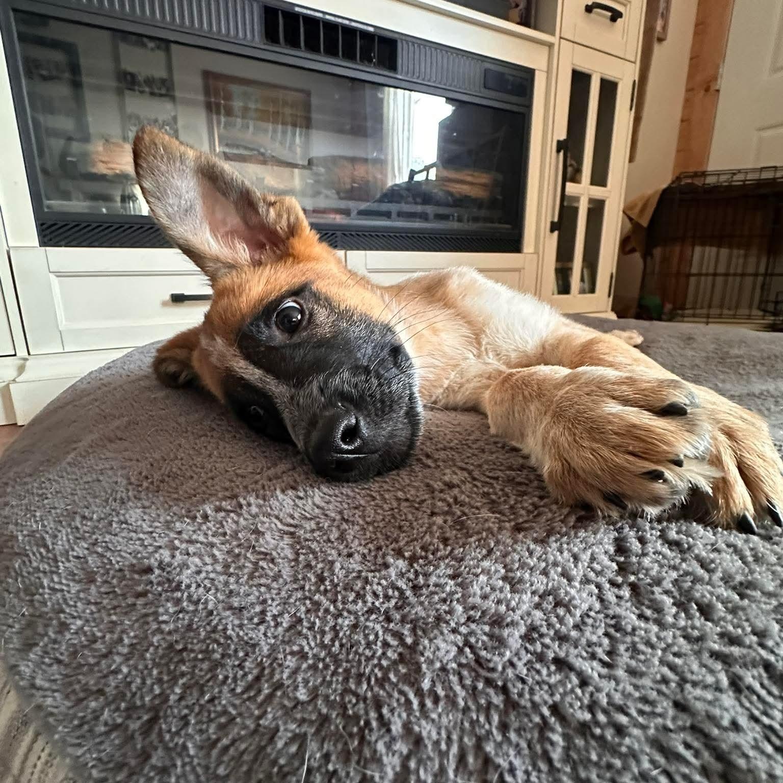 Enlarge Mel, a ADOPTABLE mixed breed in Mead, CO image 4/4