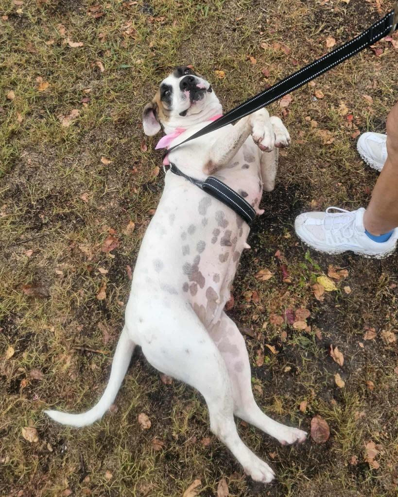 Enlarge Latte, a Adoptable Hound in Hartsville, SC image 1/6