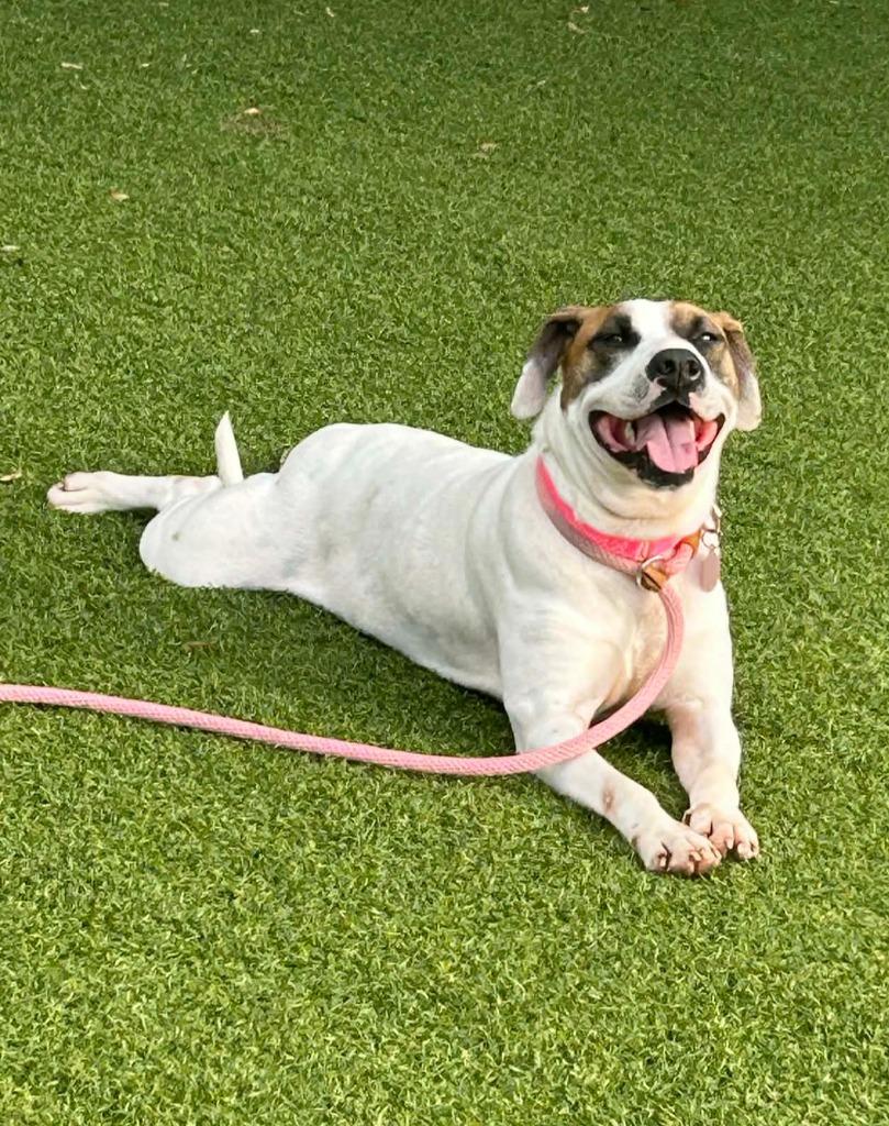 Enlarge Latte, a Adoptable Hound in Hartsville, SC image 1/6