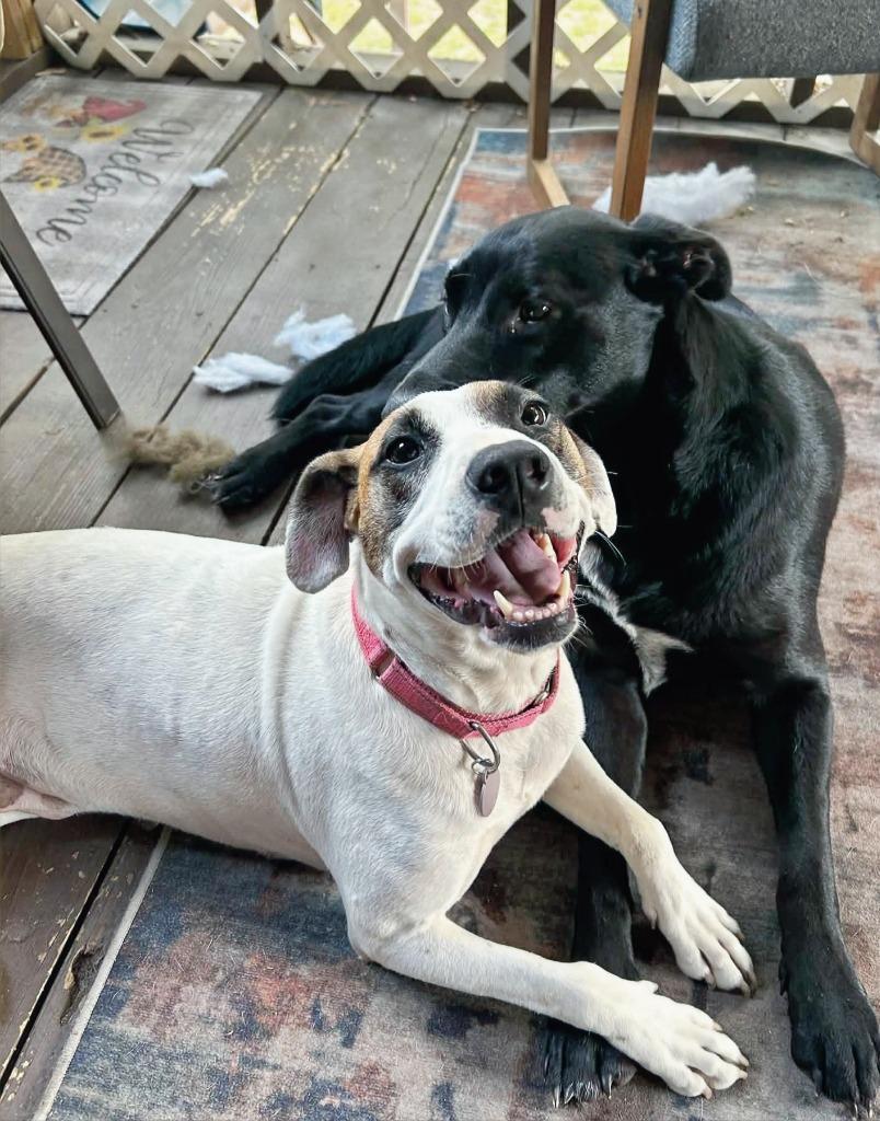 Enlarge Latte, a Adoptable Hound in Hartsville, SC image 2/6