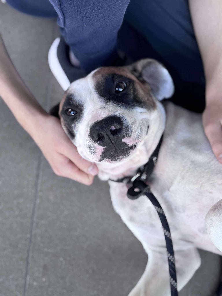 Enlarge Latte, a Adoptable Hound in Hartsville, SC image 2/6