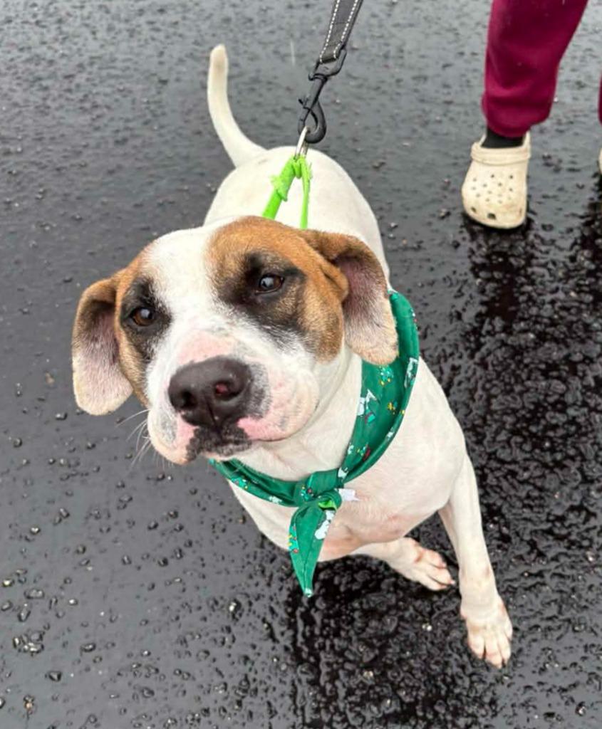 Enlarge Latte, a Adoptable Hound in Hartsville, SC image 3/6