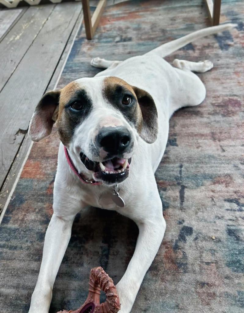 Enlarge Latte, a Adoptable Hound in Hartsville, SC image 5/6