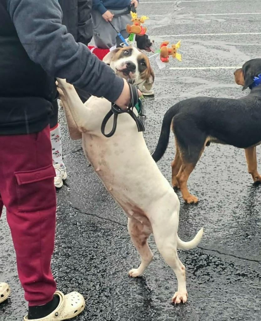 Enlarge Latte, a Adoptable Hound in Hartsville, SC image 4/6