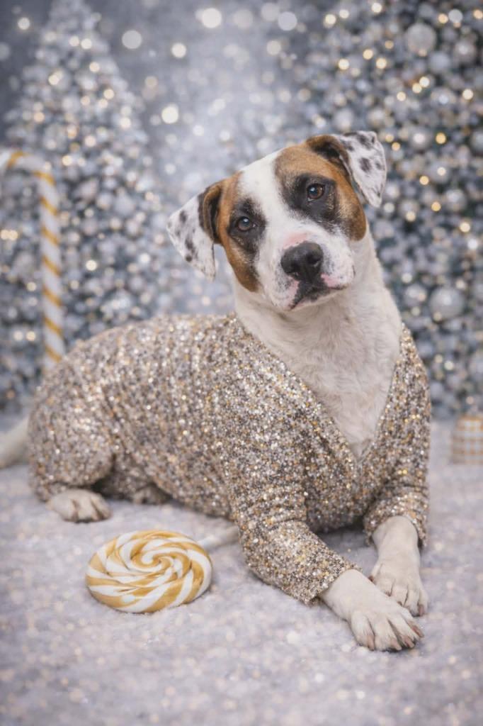 Enlarge Latte, a Adoptable Hound in Hartsville, SC image 5/6