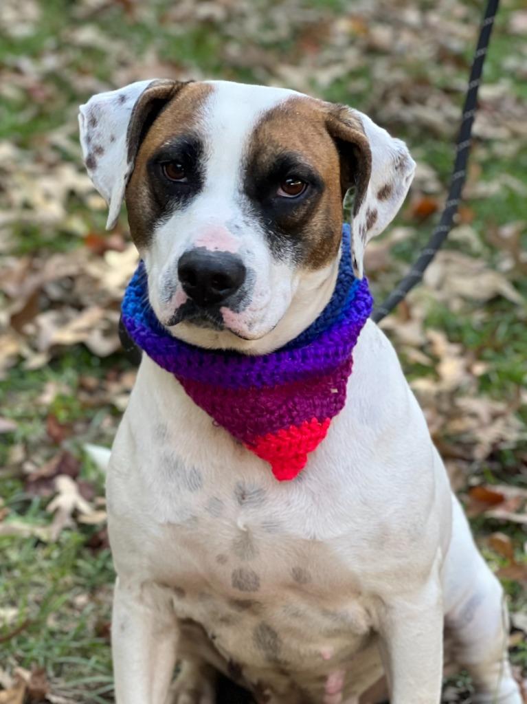 Enlarge Latte, a Adoptable Hound in Hartsville, SC image 6/6