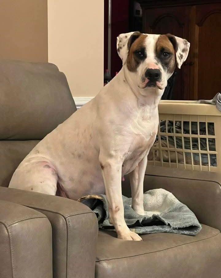 Enlarge Latte, a Adoptable Hound in Hartsville, SC image 6/6