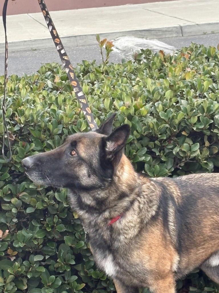 Bruce, Adoptable, Adult Male German Shepherd Dog.