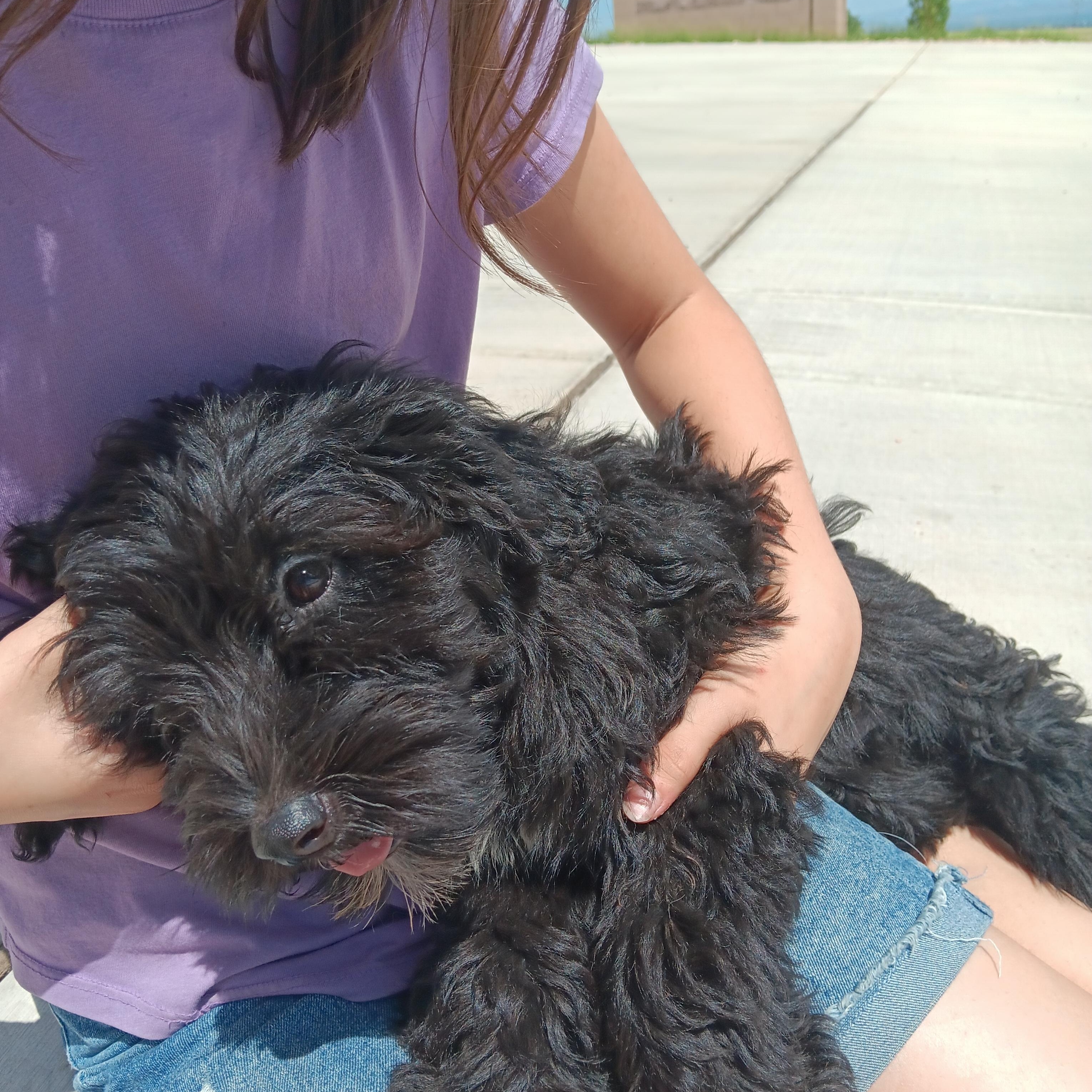 Enlarge -PENDING- James, 14 week old black Portuguese Water Dog puppy, an adopted Portuguese Water Dog in Oro Valley, AZ image 2/4
