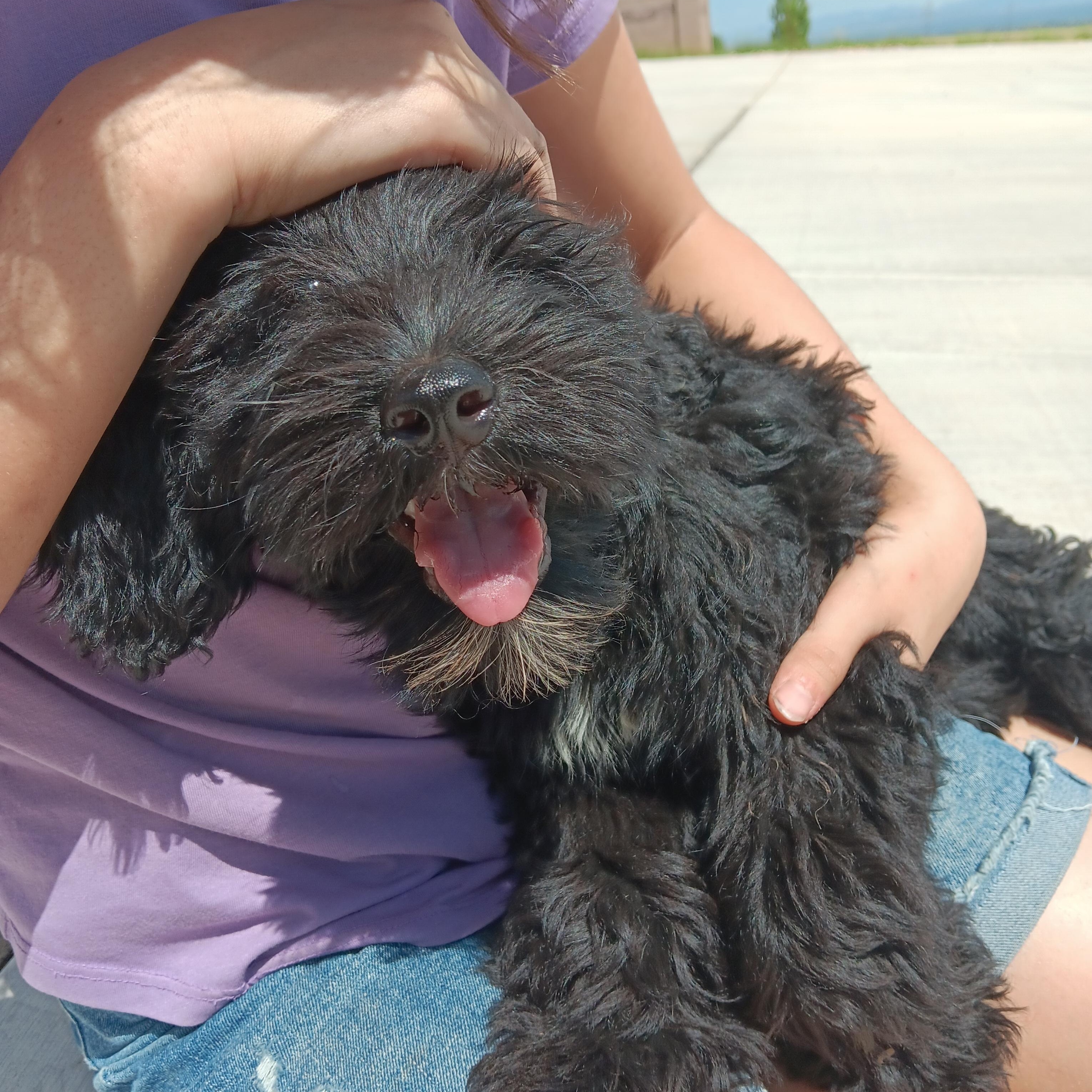 Enlarge -PENDING- James, 14 week old black Portuguese Water Dog puppy, an adopted Portuguese Water Dog in Oro Valley, AZ image 4/4