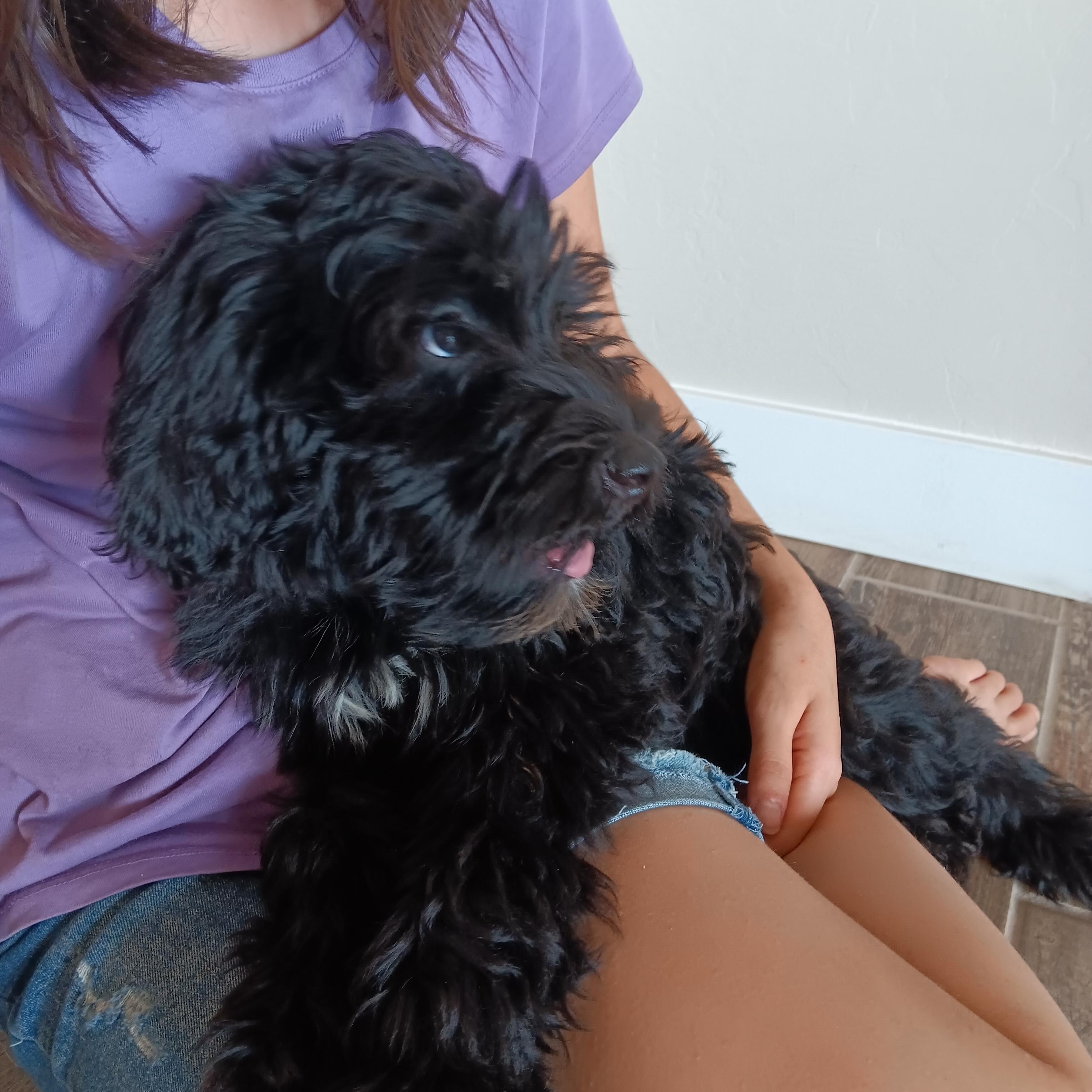 Enlarge -PENDING- James, 14 week old black Portuguese Water Dog puppy, an adopted Portuguese Water Dog in Oro Valley, AZ image 3/4