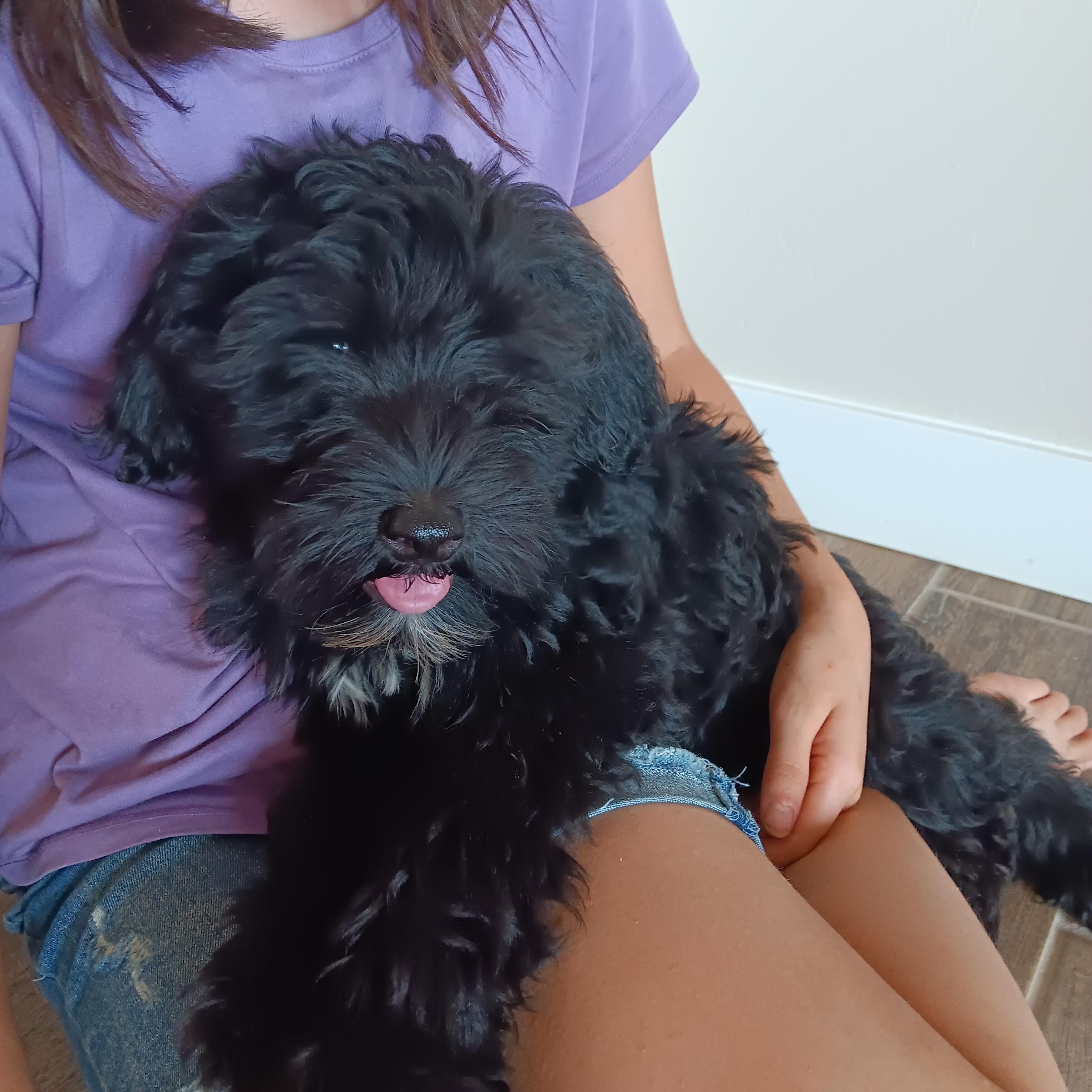 Enlarge -PENDING- James, 14 week old black Portuguese Water Dog puppy, an adopted Portuguese Water Dog in Oro Valley, AZ image 1/4