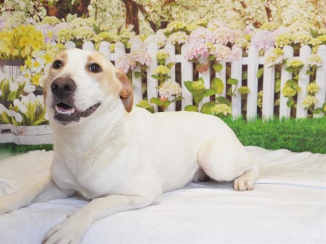 BAILEY, Adoptable, Young Female Labrador Retriever & Mixed Breed.