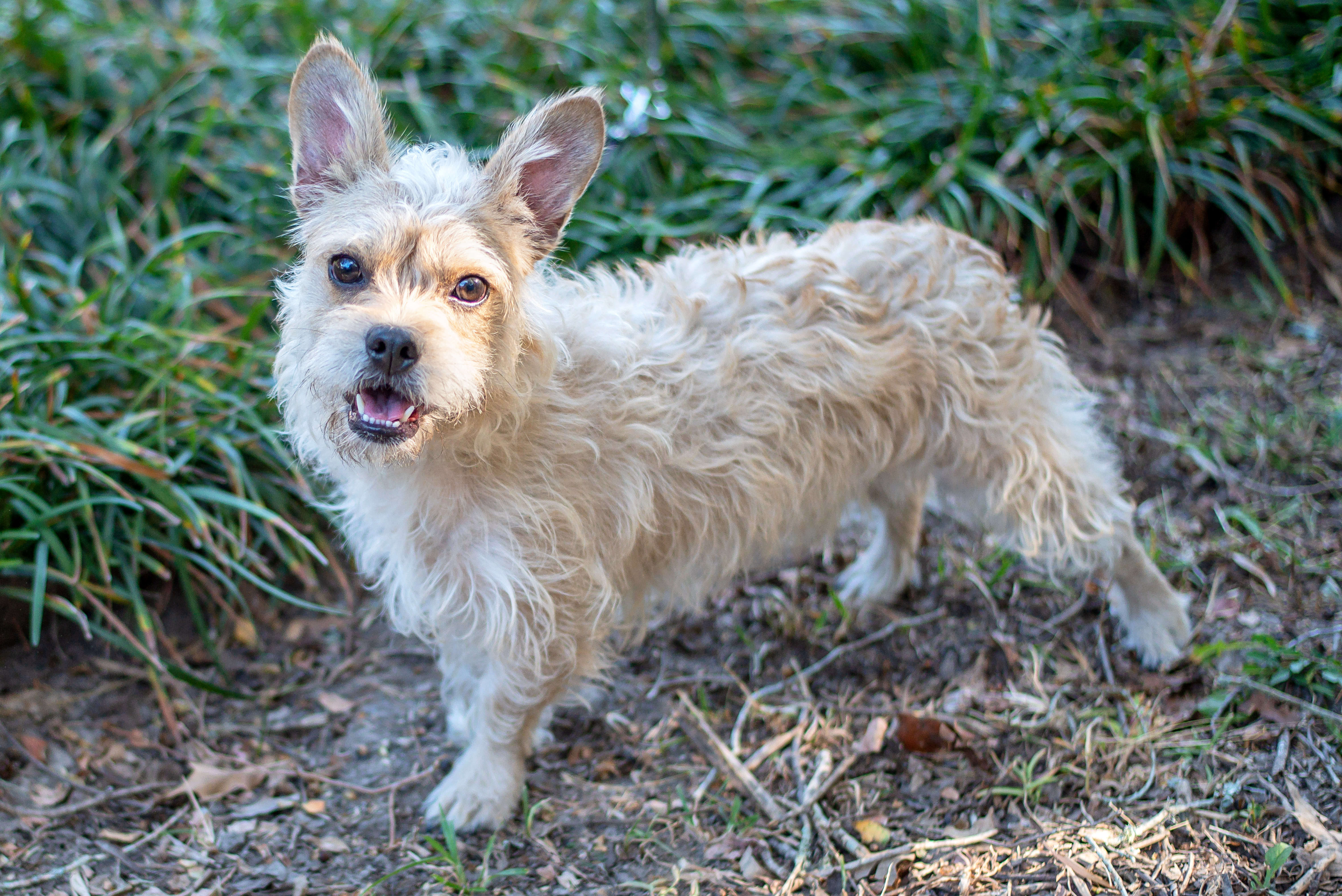 Enlarge Ollie, a Adoptable mixed breed in Baton Rouge, LA image 2/6