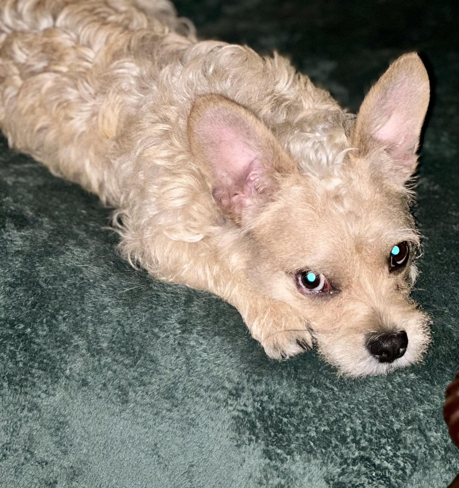 Enlarge Ollie, a Adoptable mixed breed in Baton Rouge, LA image 3/6