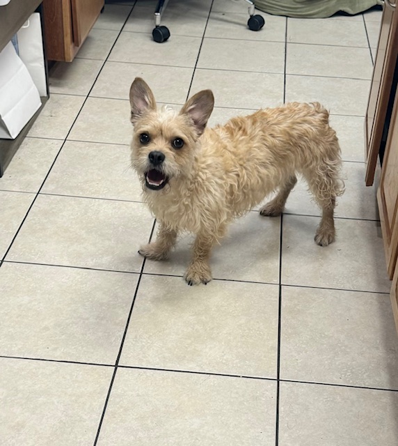 Enlarge Ollie, a Adoptable mixed breed in Baton Rouge, LA image 4/6