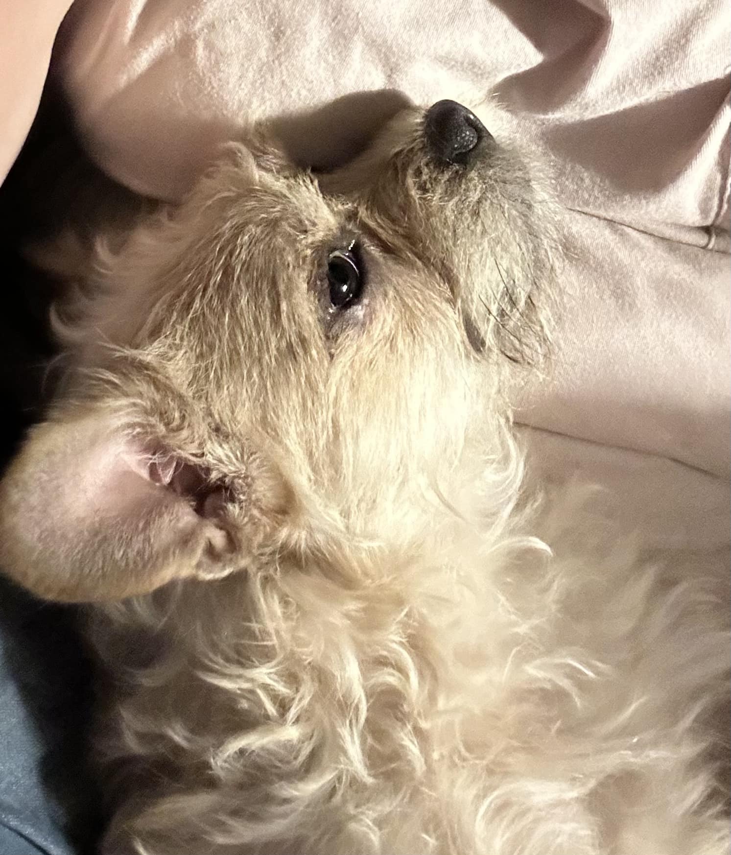 Enlarge Ollie, a Adoptable mixed breed in Baton Rouge, LA image 5/6