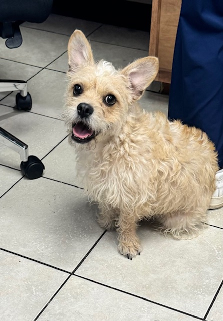 Enlarge Ollie, a Adoptable mixed breed in Baton Rouge, LA image 6/6