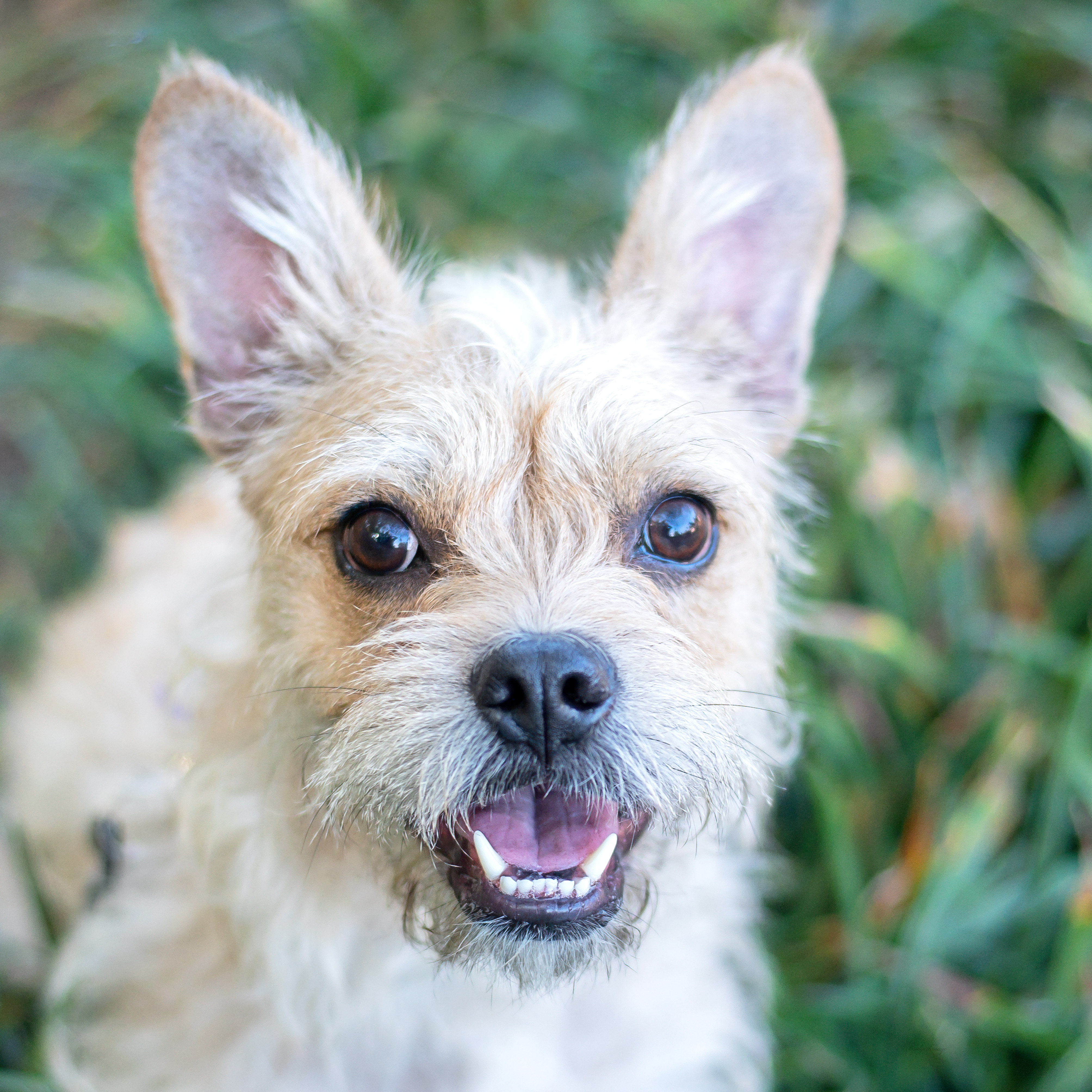 Enlarge Ollie, a Adoptable mixed breed in Baton Rouge, LA image 1/6