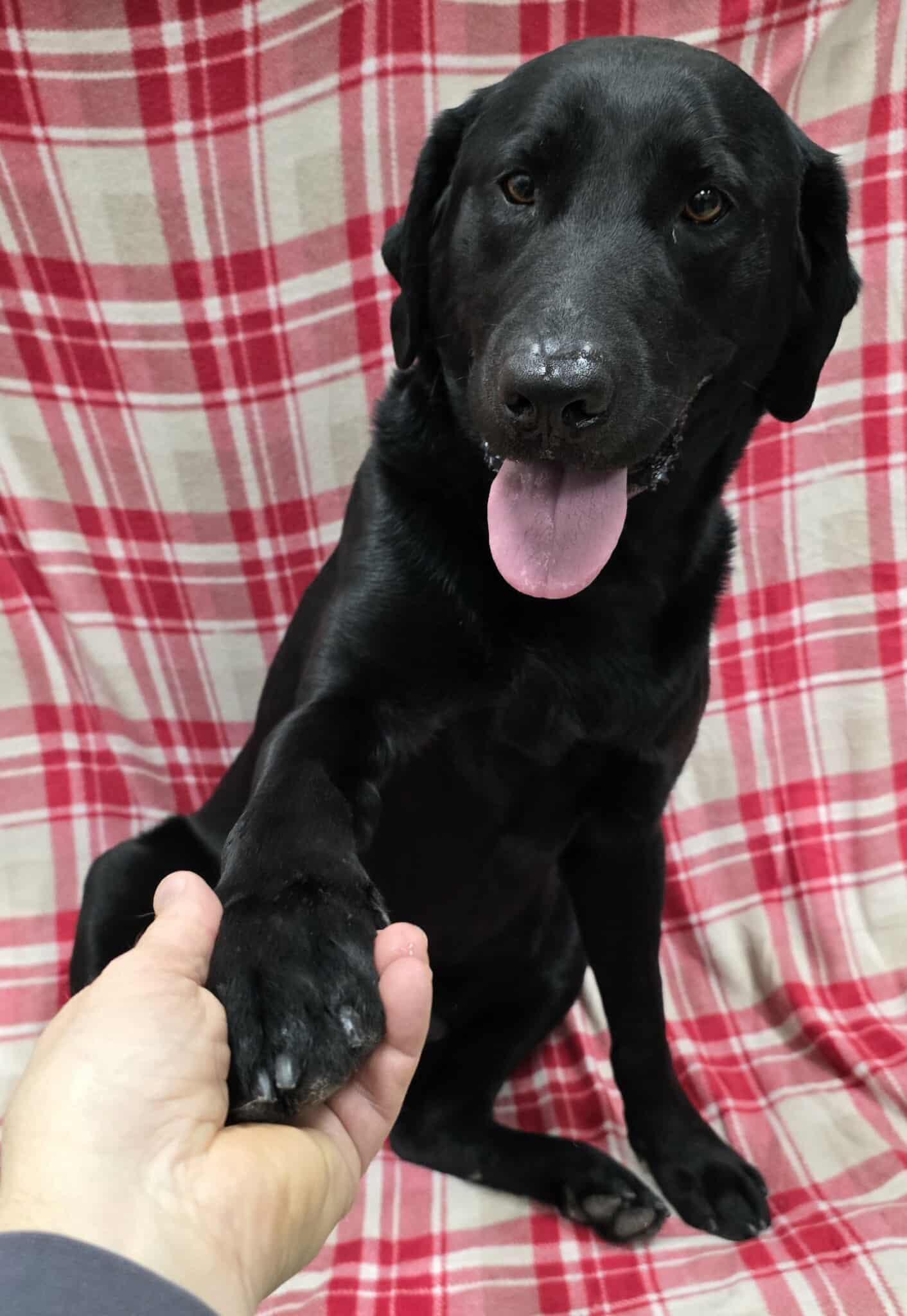 Enlarge Mackie, an adopted Black Labrador Retriever in Frankfort, IN image 5/5