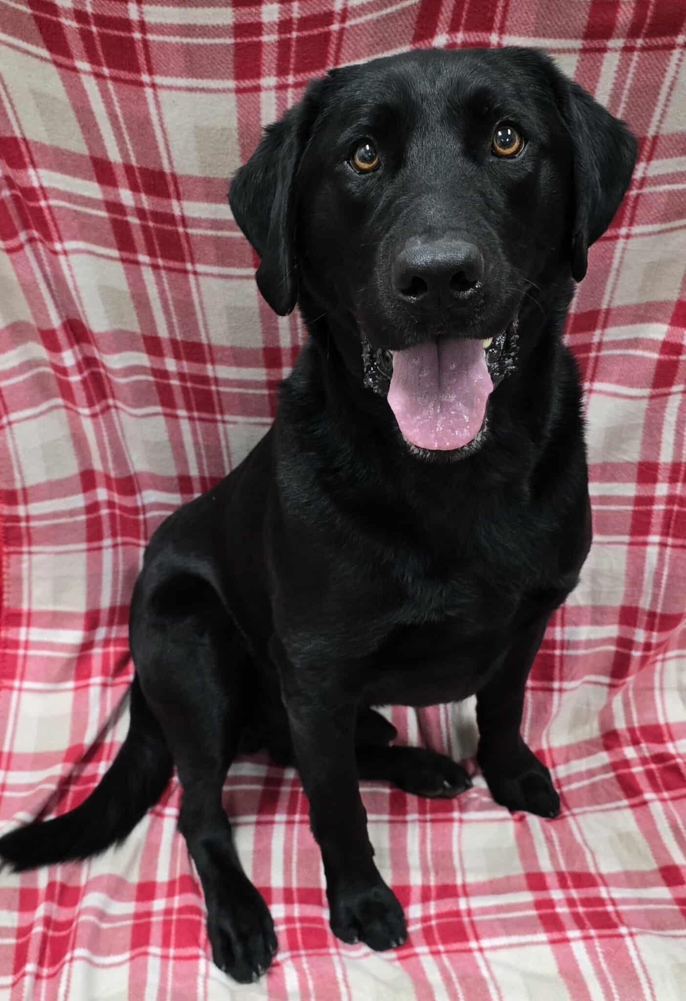 Enlarge Mackie, an adopted Black Labrador Retriever in Frankfort, IN image 4/5