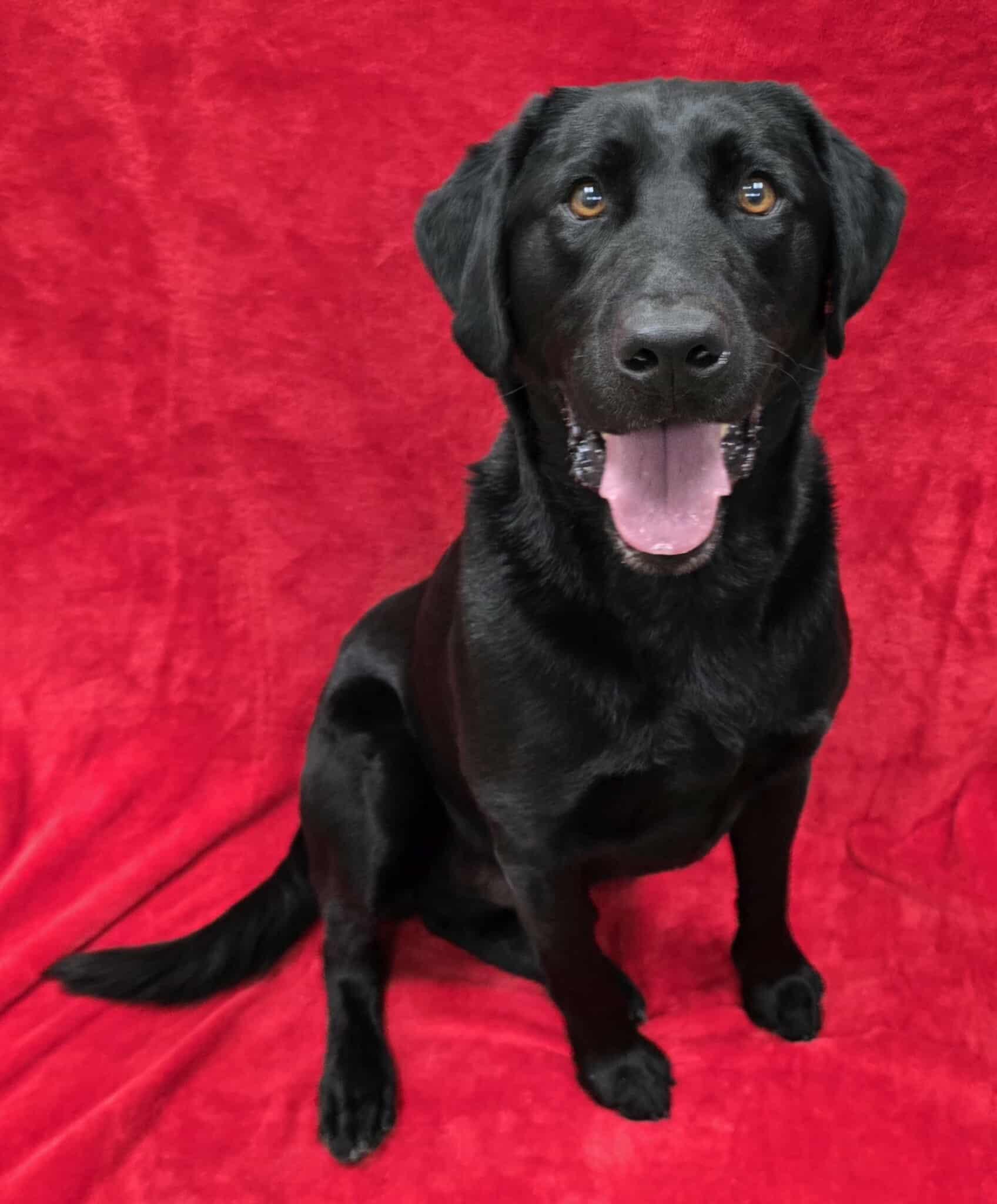 Mackie, adopted, Adult Male Black Labrador Retriever.